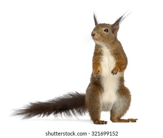 Red squirrel in front of a white background