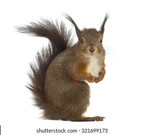 Red squirrel in front of a white background