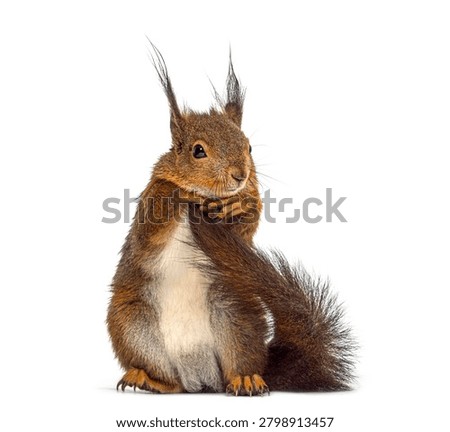Red squirrel in front of a white background, Remastered