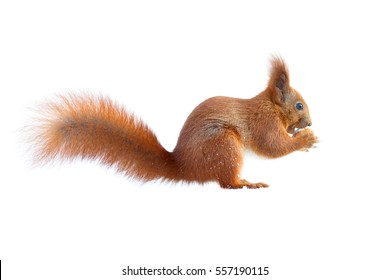 28,405 Squirrel isolated Stock Photos, Images & Photography | Shutterstock