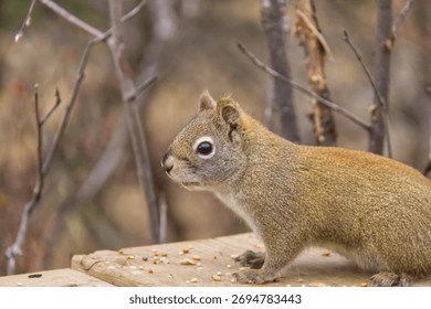 A Red Squirrel having Lunch