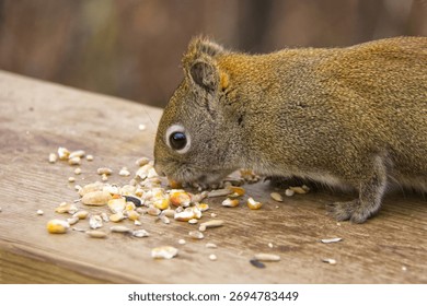 A Red Squirrel having Lunch