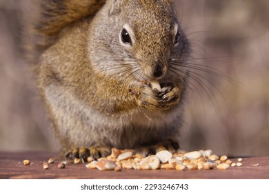 A Red Squirrel Having Nuts and Birdseed for Lunch