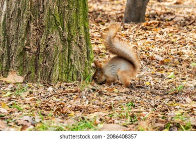 Red Squirrel Hides Food In Leaves In A Autumn Park .