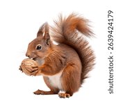 A red squirrel holding a nut while sitting upright isolated on a white background