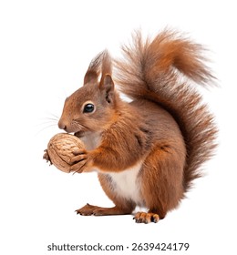 A red squirrel holding a nut while sitting upright isolated on a white background