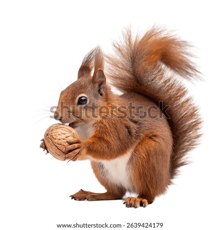A red squirrel holding a nut while sitting upright isolated on a white background