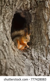 Red Squirrel In A Hollow On A Tree