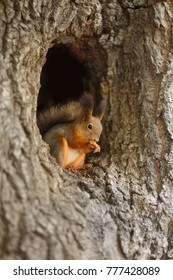 Red Squirrel In A Hollow On A Tree