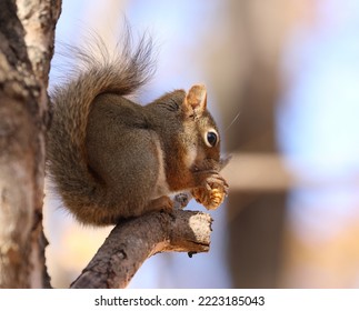 Red Squirrel Isolated On A Brunch