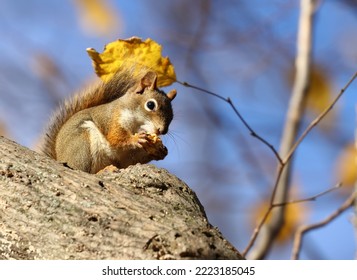 Red Squirrel Isolated On A Brunch