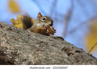 Red Squirrel Isolated On A Brunch