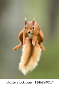 Red Squirrel Jumping