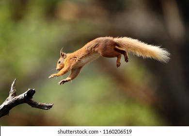 Red Squirrel Jumping