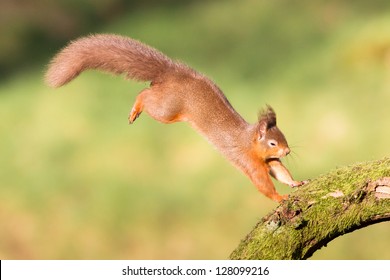 Red Squirrel Jumping