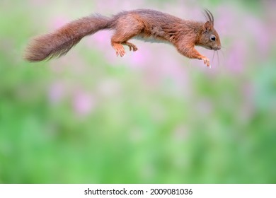 Red Squirrel Jumping High In The Air