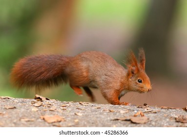 Red Squirrel Jumping Into The Focus