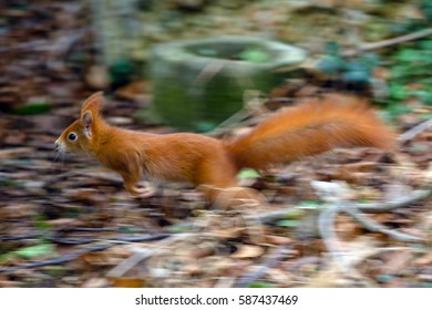 Red Squirrel jumping into the focus - Shutterstock ID 587437469