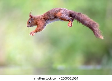 Red Squirrel Jumping Over The Water