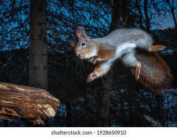 Red Squirrel Jumping In The Woods