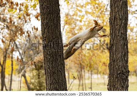 A red squirrel jumps from one tree trunk to another. Her body is flying in the air between two trees.