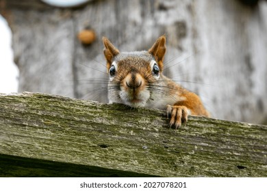 Red Squirrel Lives In Bird House.