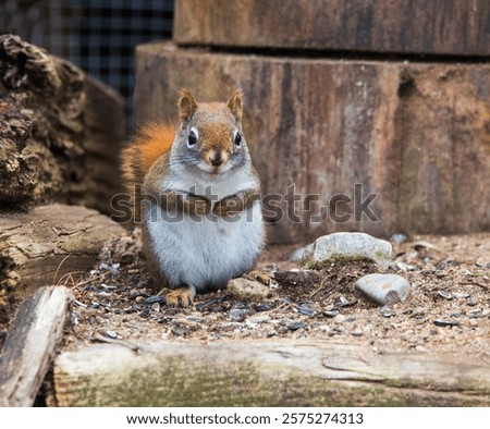 Similar – Image, Stock Photo A red squirrel caught mid-leap above the snow, with a lively contrast between its warm fur and the cold, white landscape