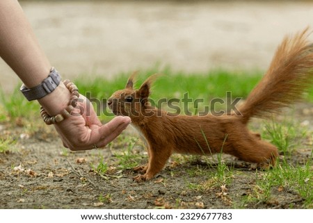 Red Squirrel looking at a handful of women. Wild animal in garden at summer sunny weather. Closeup view.