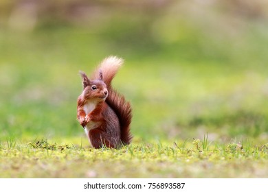 Red Squirrel Looking For Nuts In Scotland