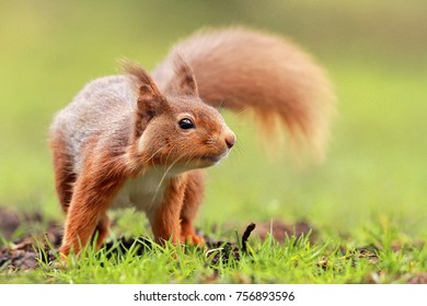 Red Squirrel Looking For Nuts In Scotland