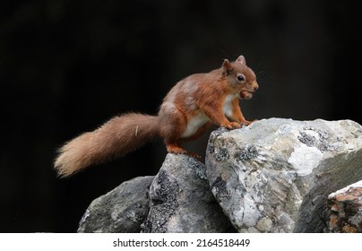 Red Squirrel With A Nut In Its Mouth, Scotland UK
