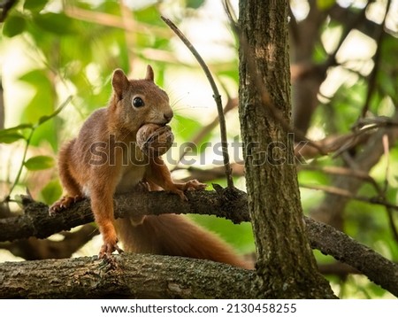 Similar – Image, Stock Photo Eating squirrel in a tree