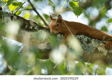 Red Squirrel on Birch Tree Branch Looking at Camera

An adorable red squirrel perched on a lichen-covered birch tree branch, looking directly at the camera with curious dark eyes. The squirrel's reddish-brown fur and bushy tail are beautifully illuminated by natural sunlight filtering through green leaves. Soft foreground foliage creates depth and a natural frame. Perfect for wildlife, nature, and European forest themes.
