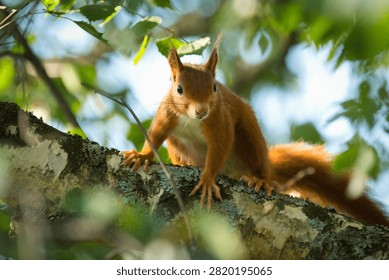Red Squirrel on Birch Tree Branch Looking at Camera

An adorable red squirrel perched on a lichen-covered birch tree branch, looking directly at the camera with curious dark eyes. The squirrel's reddish-brown fur and bushy tail are beautifully illuminated by natural sunlight filtering through green leaves. Soft foreground foliage creates depth and a natural frame. Perfect for wildlife, nature, and European forest themes.