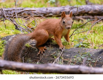 Red squirrel on fallen pine log in taiga forest, close-up wildlife