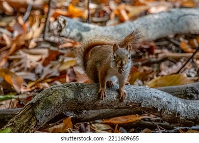 A Red Squirrel On Fallen Tree Branch.