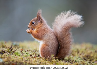 A Red Squirrel On The Ground Eating A Nut. Taken In Scotland, UK