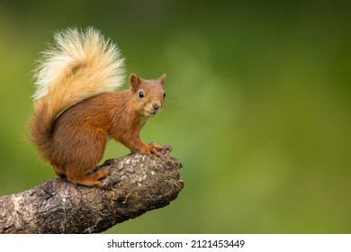 Squirrel on log Images, Stock Photos & Vectors | Shutterstock
