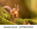 A Red Squirrel on a mossy tree, Cumbria, UK.