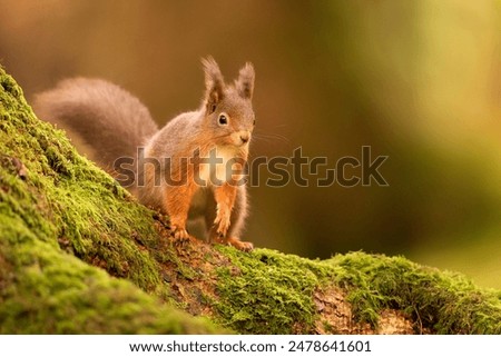 A Red Squirrel on a mossy tree, Cumbria, UK.