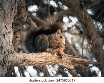 A red squirrel on a pine tree eating a pinecone, side view, Malaga, Andalusia, Spain - Powered by Shutterstock