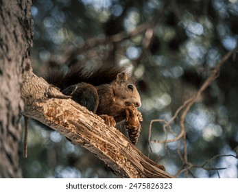 A red squirrel on a pine tree eating a pinecone, side view, Malaga, Andalusia, Spain - Powered by Shutterstock