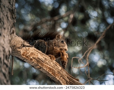 A red squirrel on a pine tree eating a pinecone, side view, Malaga, Andalusia, Spain