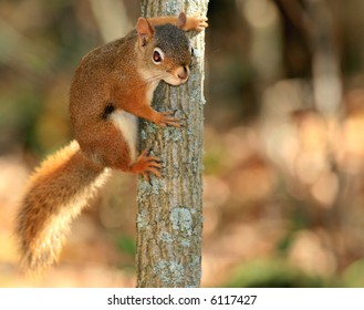 A Red Squirrel On The Side Of A Tree. Ottawa, Ontario. Canada.