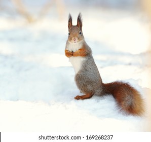 Red Squirrel On Snow