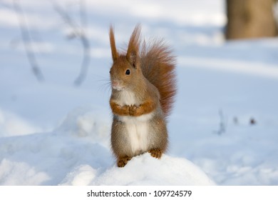 Red Squirrel On The Snow, Poland