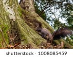 red squirrel on tree