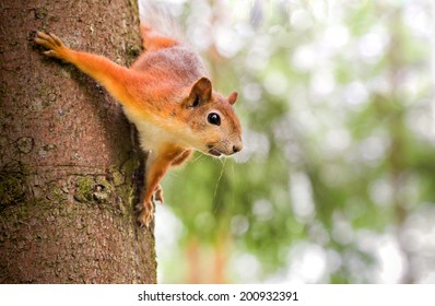 Red Squirrel On The Tree 