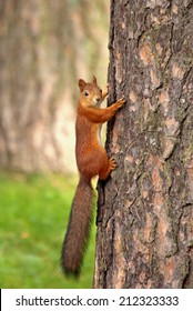 red-squirrel-on-tree-260nw-212323333.jpg