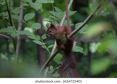 red squirrel on a tree